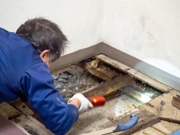 Best Certified Mold Removal  in Dexter, OR
