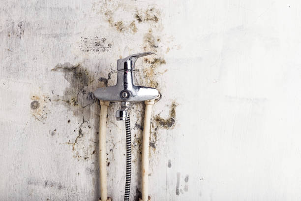 Best Local Mold Removal Service  in Dexter, OR