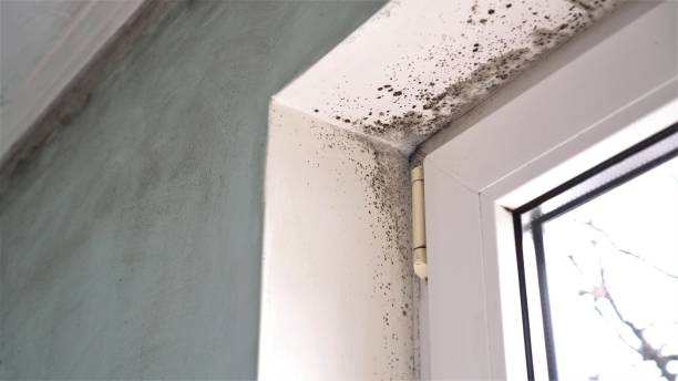 Best Residential Mold Removal  in Dexter, OR