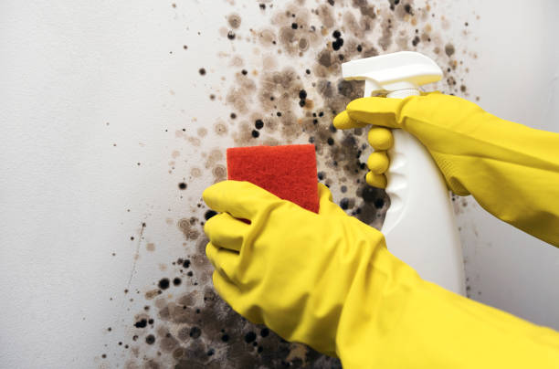 Best Home Mold Removal  in Dexter, OR