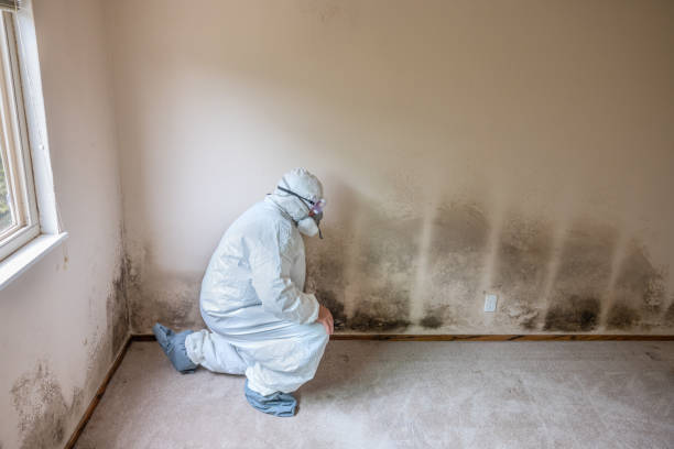 Crawl Space Mold Removal in Dexter, OR