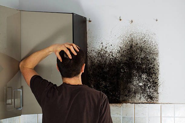 Best Attic Mold Removal  in Dexter, OR